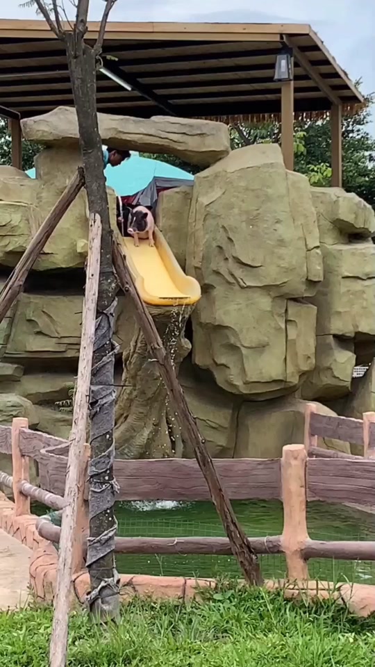 泰国跳水队员轰动全场,令人眼前一亮 泰国跳水队员轰动全场,令人眼前一亮