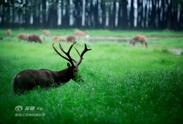 雄鹿主场首秀迎来满场球迷助威,壮观场面的简单介绍 雄鹿主场首秀迎来满场球迷助威,壮观场面的简单介绍