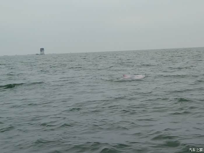 海南海豚球队成员忐忑备战决赛,情绪紧张的简单介绍 海南海豚球队成员忐忑备战决赛,情绪紧张的简单介绍